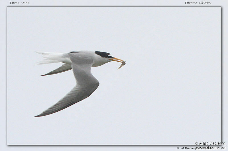 Sterne naine, identification, Vol, régime