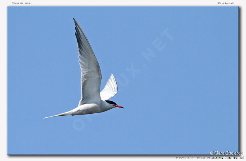 Common Tern, Flight