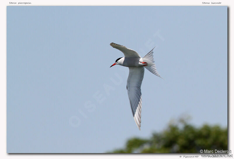 Common Tern, Flight