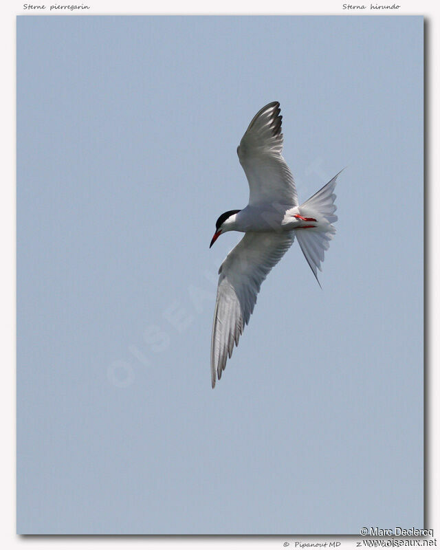 Common Tern, Flight