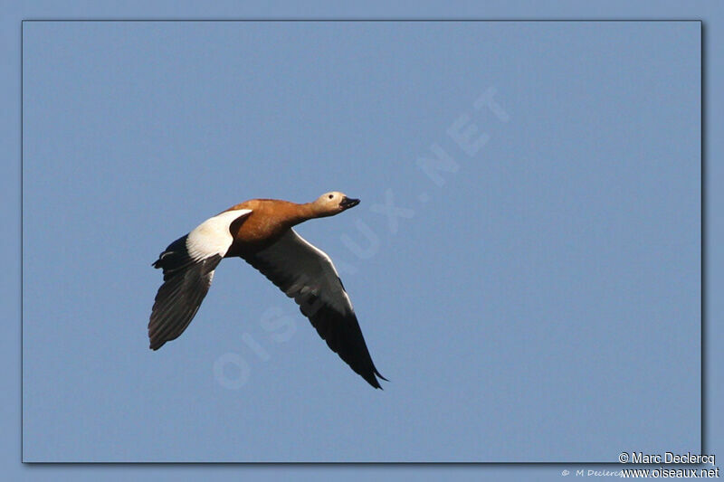 Ruddy Shelduck, Flight