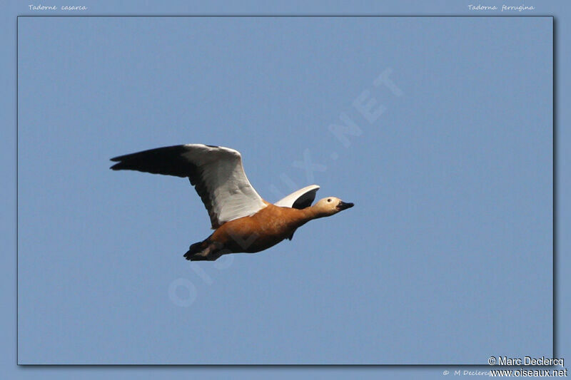 Ruddy Shelduck, Flight