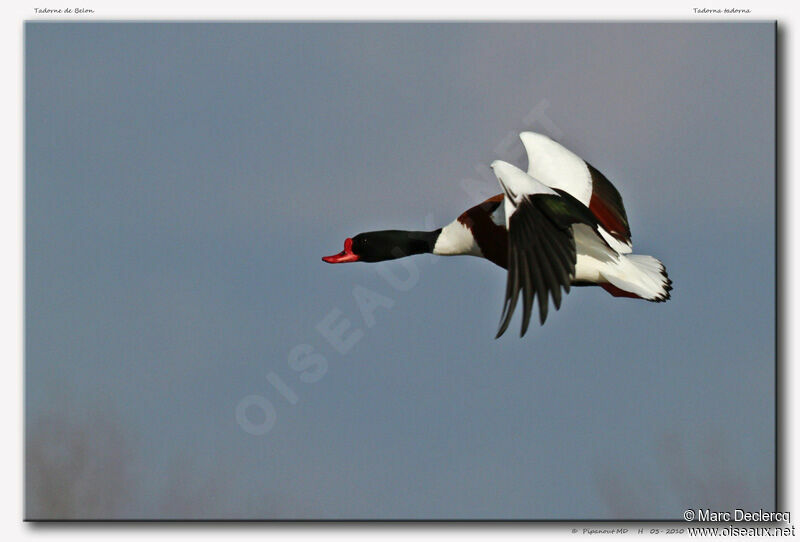 Common Shelduck male, Flight