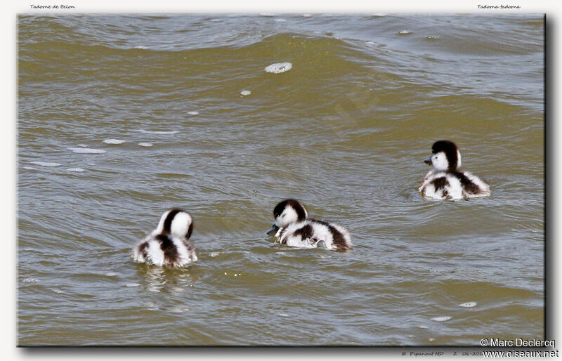 Common Shelduckjuvenile, identification