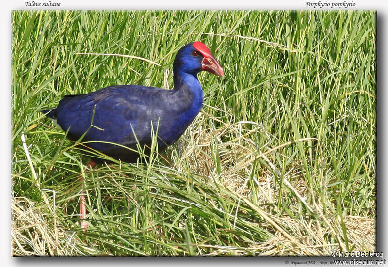 Western Swamphenadult, identification