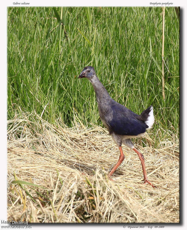 Talève sultanejuvénile, identification