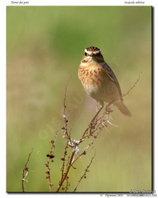 Whinchat, identification