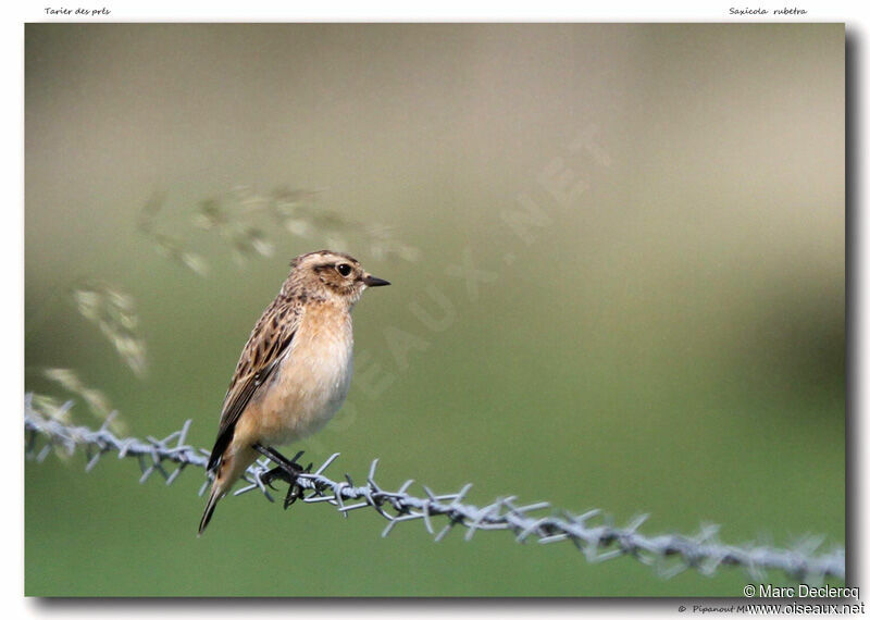 Tarier des prés, identification