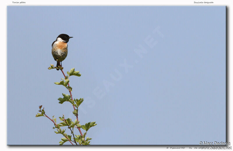 European Stonechat, identification