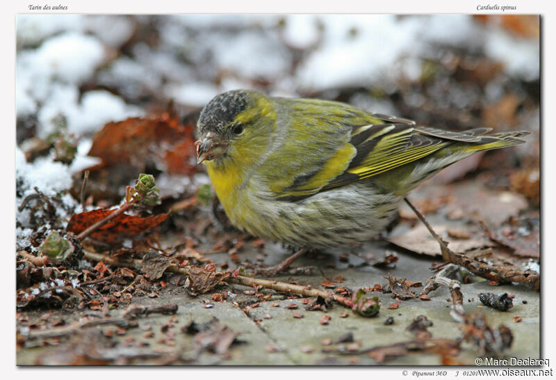 Eurasian Siskin, feeding habits