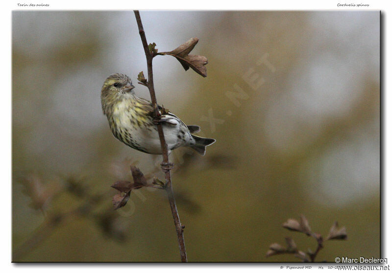 Tarin des aulnes, identification