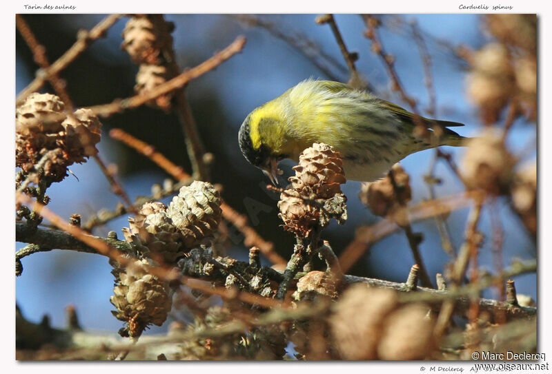 Eurasian Siskin, identification, feeding habits