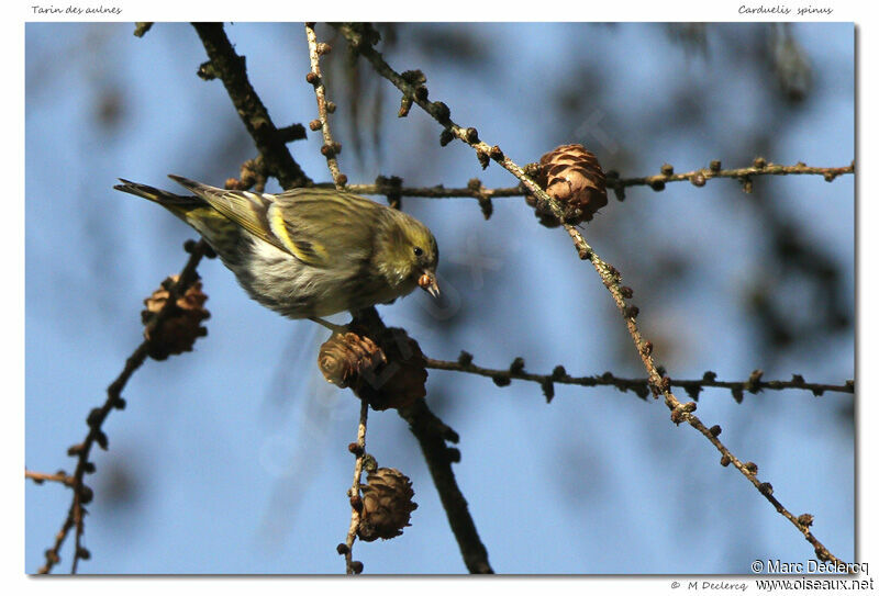 Eurasian Siskin, identification, feeding habits