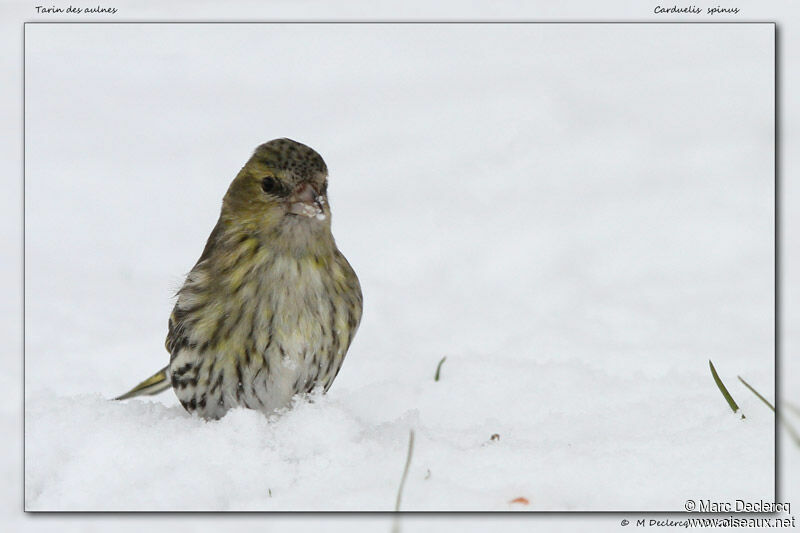 Tarin des aulnes, identification