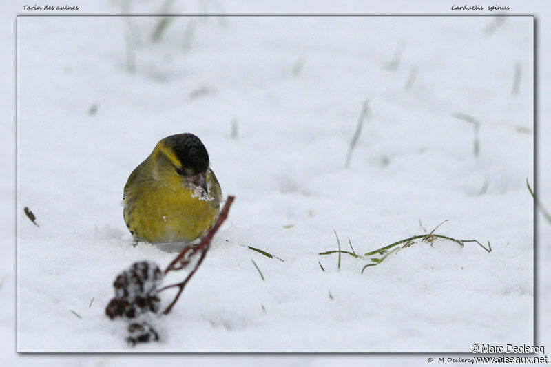 Eurasian Siskin, identification