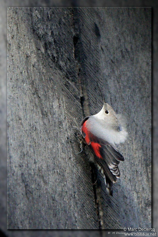 Tichodrome échelette, identification