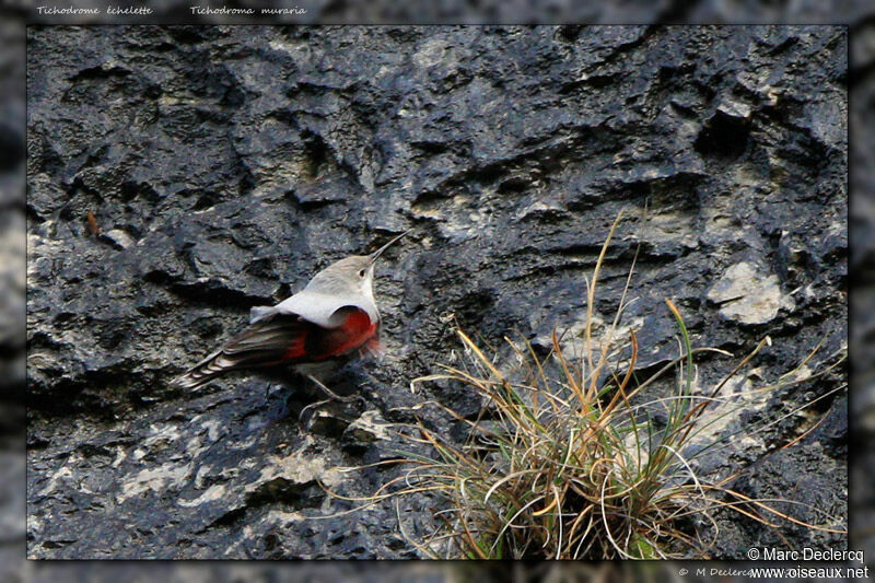 Wallcreeper, identification