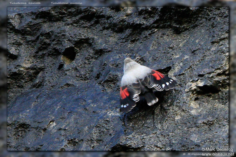 Wallcreeper, identification