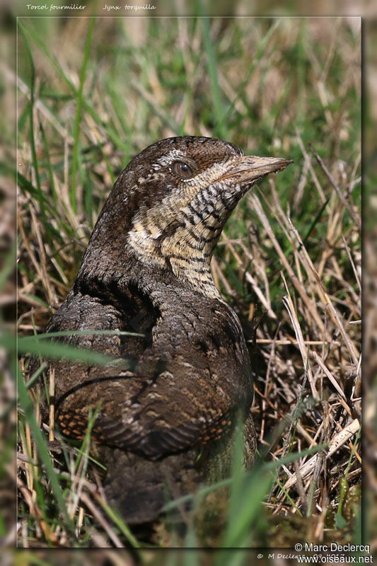 Eurasian Wryneck, identification