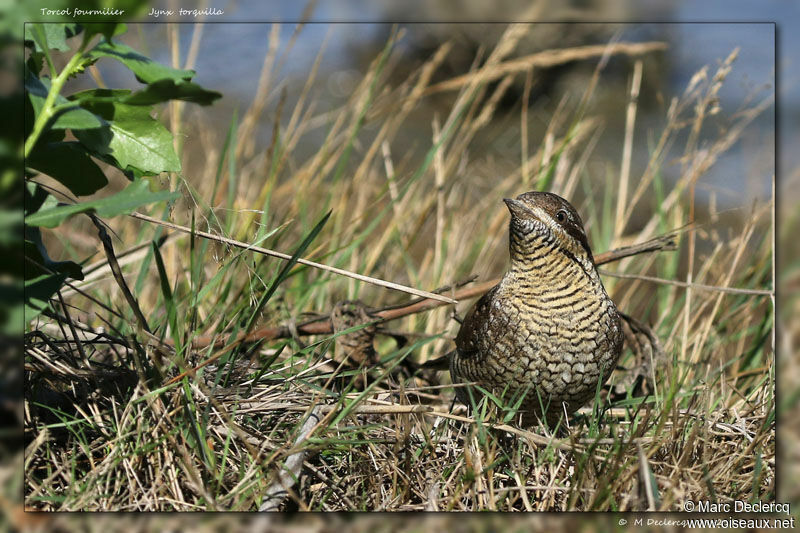 Torcol fourmilier, identification