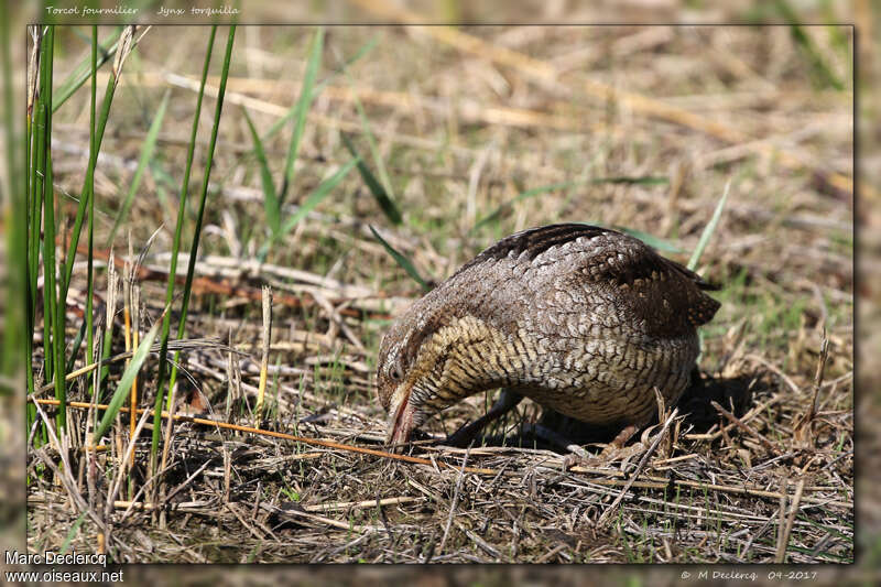 Torcol fourmilier, identification, pêche/chasse, mange