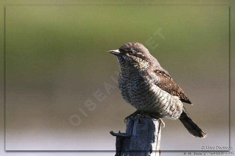 Torcol fourmilier, identification