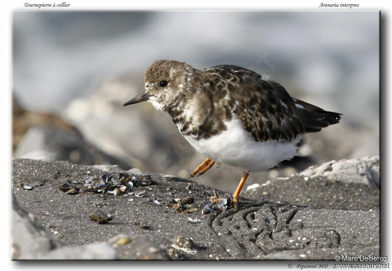 Ruddy Turnstone