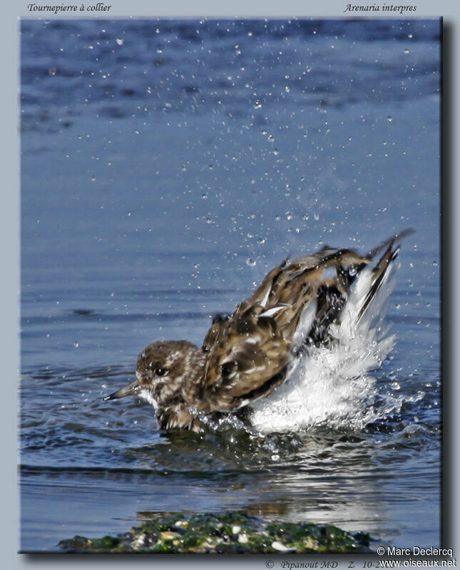 Ruddy Turnstone