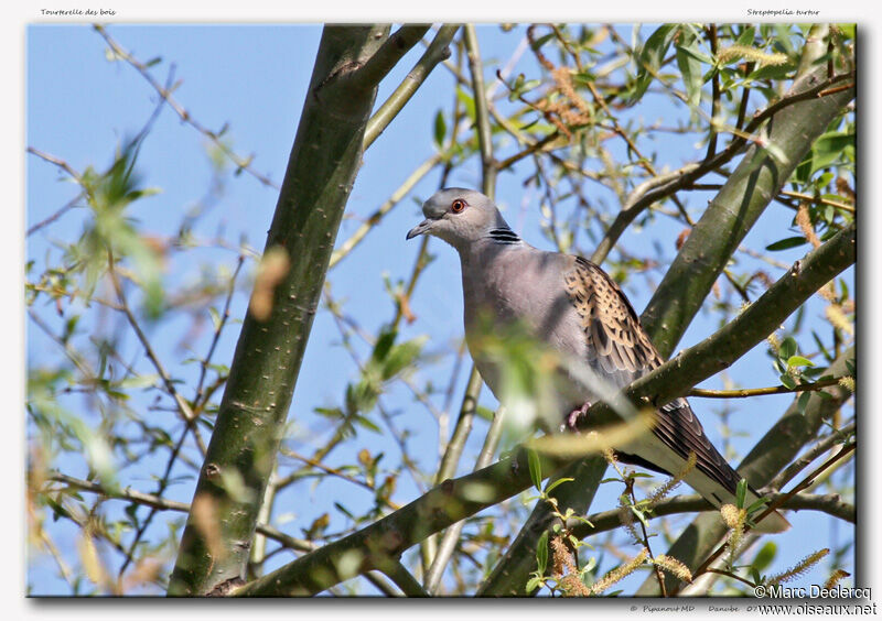 European Turtle Dove, identification