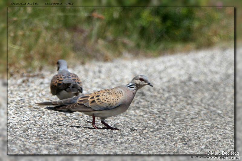 European Turtle Dove