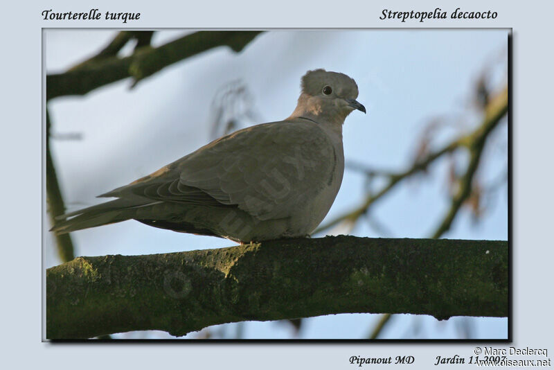 Eurasian Collared Dove, identification