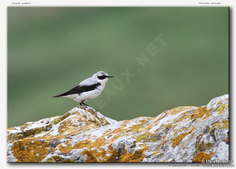 Northern Wheatear male adult breeding