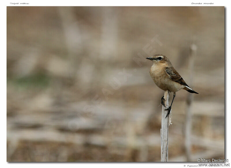 Traquet motteux, identification