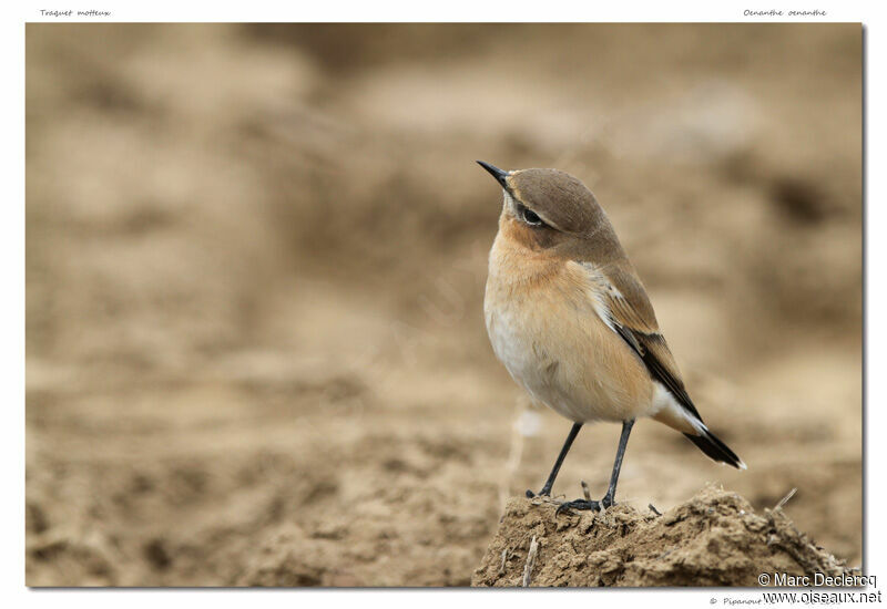 Northern Wheatear, identification