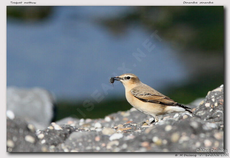 Traquet motteux, identification, régime