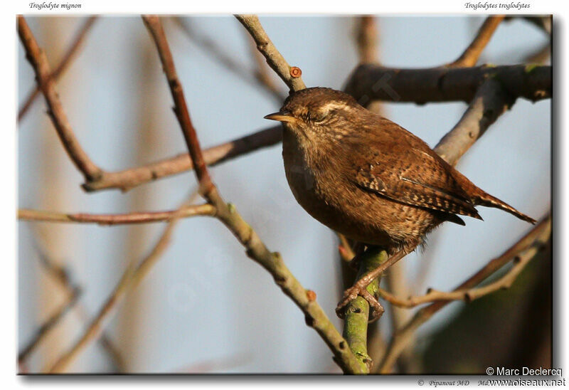 Troglodyte mignon, identification, Comportement