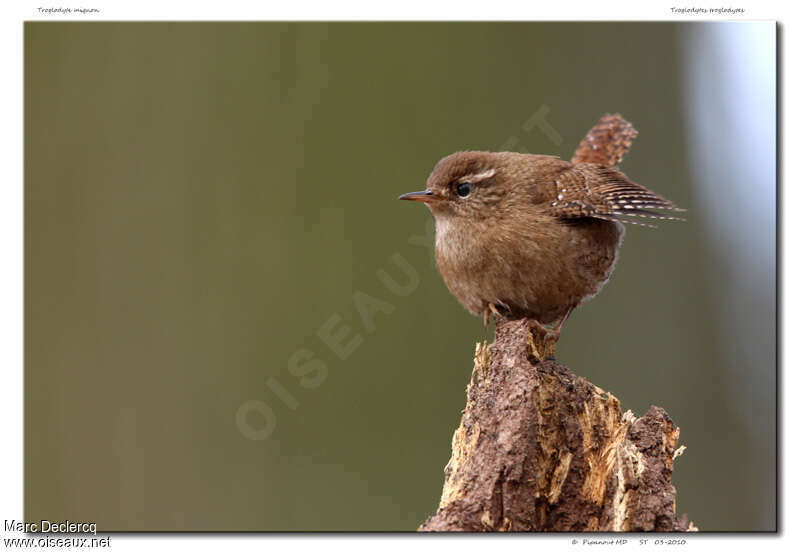 Eurasian Wren, identification