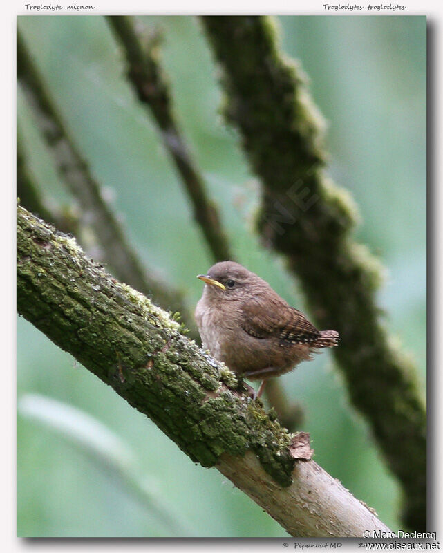 Troglodyte mignonjuvénile, identification