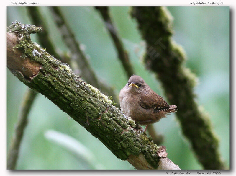 Eurasian Wrenjuvenile, identification