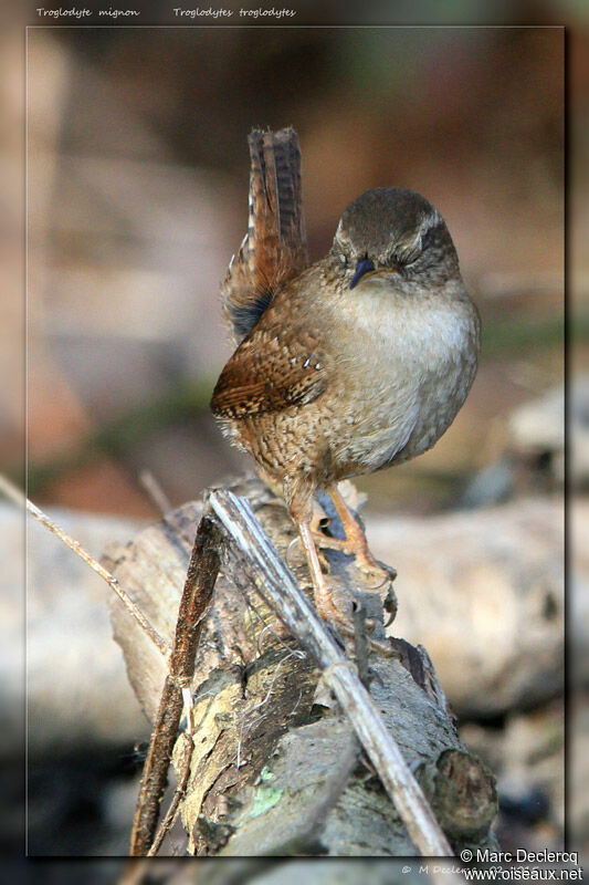 Troglodyte mignon