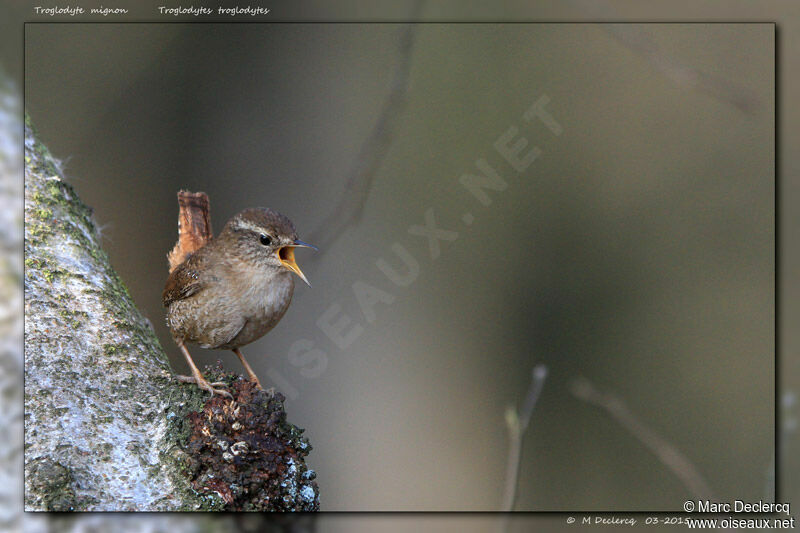 Eurasian Wren, identification, song