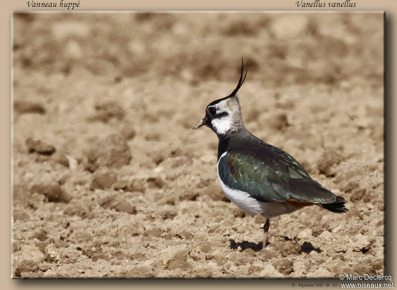 Northern Lapwingadult