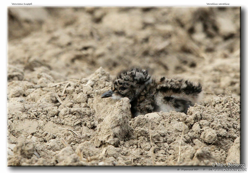 Northern Lapwingjuvenile