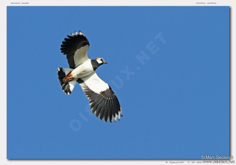 Northern Lapwing, Flight