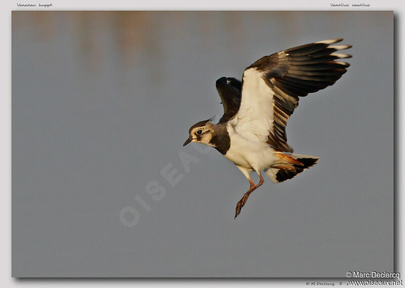 Northern Lapwing, Flight