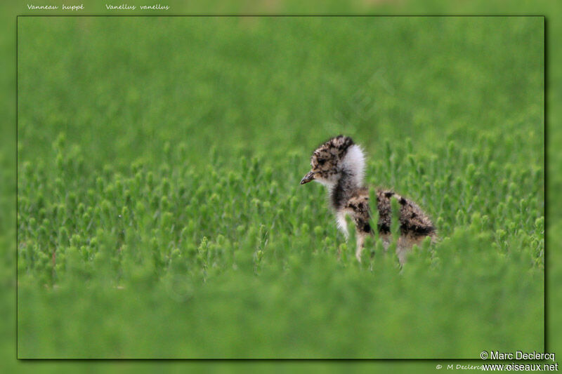 Northern LapwingPoussin, identification