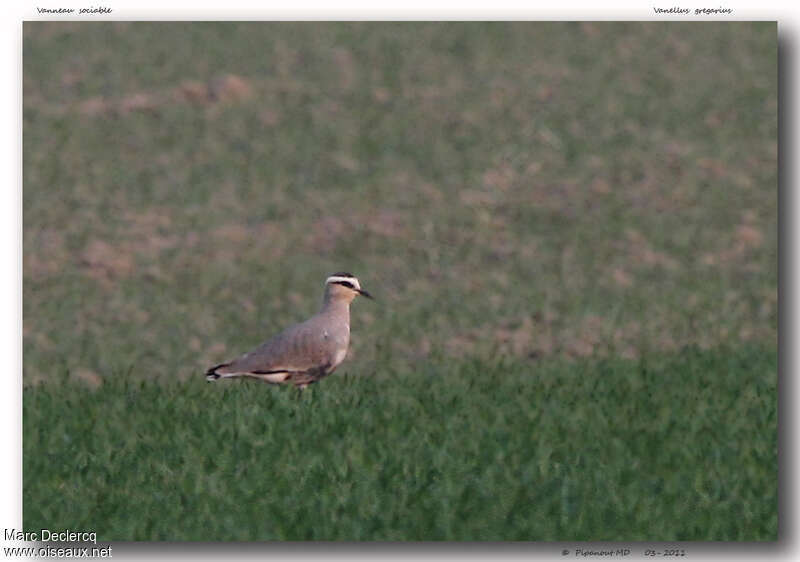 Vanneau sociableadulte, identification