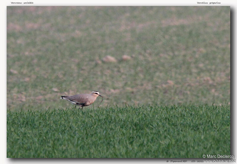 Vanneau sociableadulte, habitat, régime