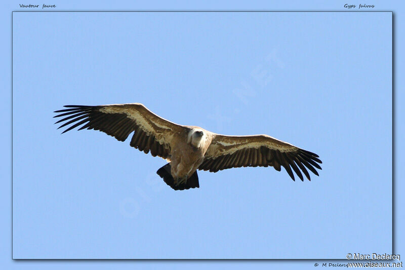 Griffon Vulture, Flight