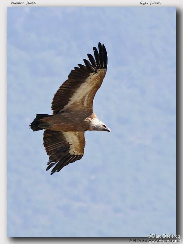 Griffon Vulture, Flight